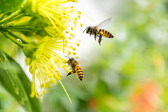Why Bees Like Different Kinds of Flowers: A Deep Dive Into Pollinator Preferences
