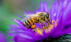 Why Bees Are Essential to Global Food Security: The Pollinators Behind 90% of Our Diet